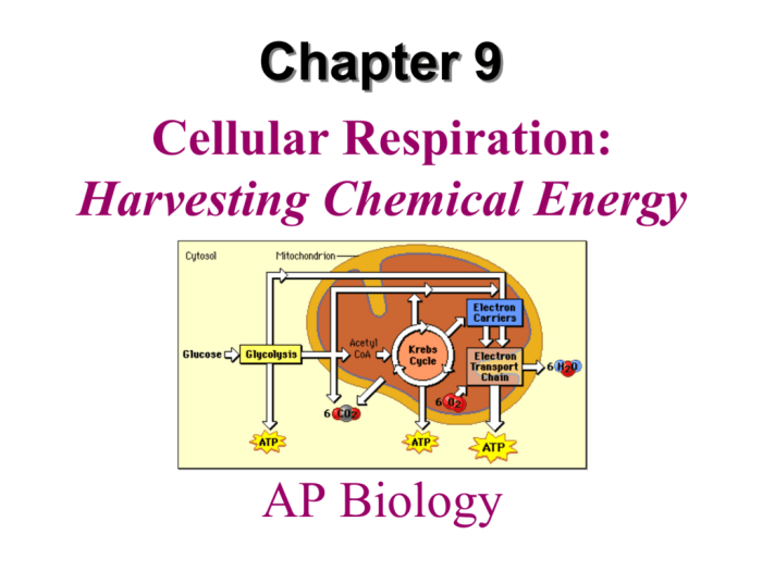 Bioflix activity: cellular respiration and photosynthesis -- chemical cycling