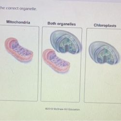 Cell plant wanna wrong found please know each appropriate drag identify which organelles organelle bins types part tonight due possible