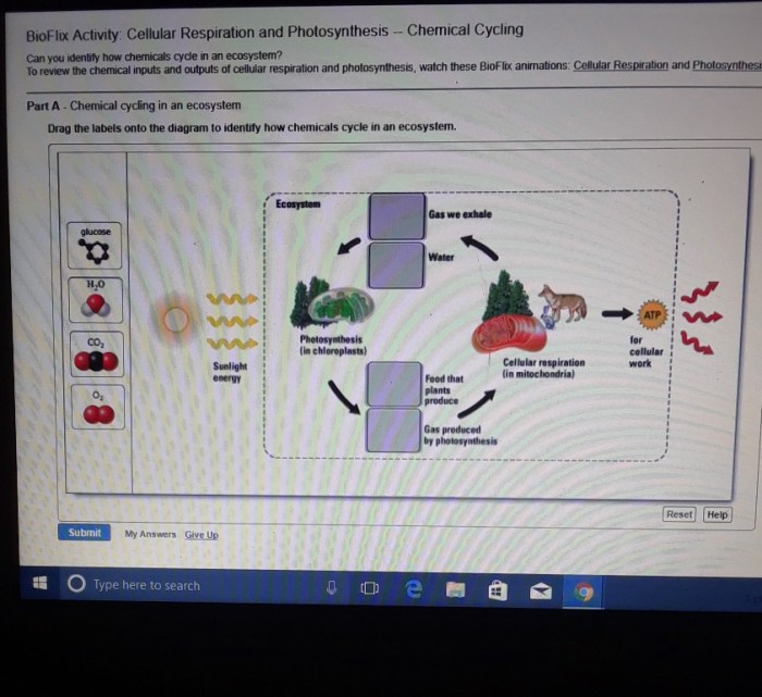 Bioflix activity: cellular respiration and photosynthesis -- chemical cycling