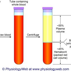 What type of specimen is used for testing cyclosporine levels