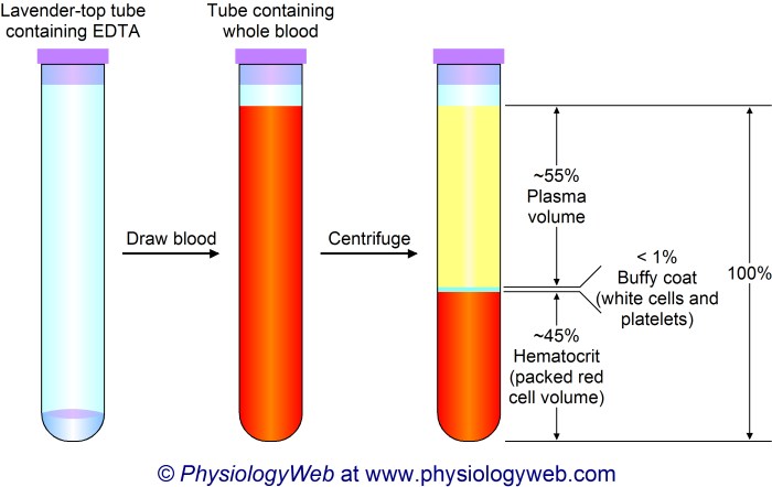 What type of specimen is used for testing cyclosporine levels